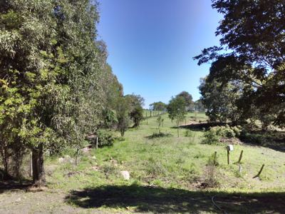 Back Orchard.jpg